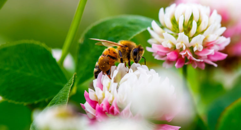 Wie weiter mit Volksbegehren „Rettet die Bienen“?